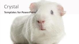  Presentation with guinea pig - Amazing PPT layouts having guinea-pig-in-front backdrop and a white colored foreground