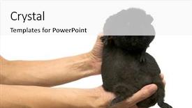  Presentation with guinea pig - Colorful PPT theme enhanced with guinea pig in hands on a white background backdrop and a white colored foreground