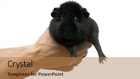  Presentation with guinea pig - Slide deck enhanced with guinea-pig-in-hands background and a coral colored foreground