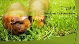  Presentation with guinea pig - Presentation theme with guinea-pig-on-grass-natural background and a yellow colored foreground
