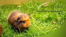  Presentation with guinea pig - Audience pleasing presentation theme consisting of guinea-pig-on-grass-natural backdrop and a gold colored foreground