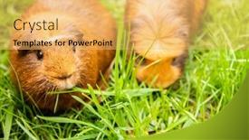 Presentation with guinea pig - Amazing presentation having guinea-pig-on-grass-natural backdrop and a yellow colored foreground