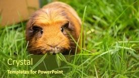  Presentation with guinea pig - PPT theme having guinea-pig-on-grass-natural background and a tawny brown colored foreground