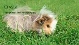  Presentation with guinea pig - Beautiful PPT theme featuring guinea pig on grass backdrop and a seafoam green colored foreground