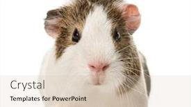 Presentation with guinea pig - Colorful presentation design enhanced with guinea-pig-standing-isolated backdrop and a soft green colored foreground