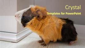  Presentation with guinea pig - Presentation with guinea-pig-walking background and a violet colored foreground