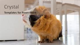  Presentation with guinea pig - Slide set featuring guinea-pig-walking background and a coral colored foreground