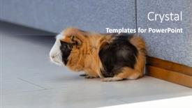  Presentation with guinea pig - Presentation theme having guinea-pig-walking background and a gray colored foreground