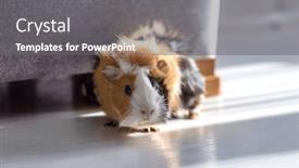  Presentation with guinea pig - PPT theme enhanced with guinea-pig-walking background and a gray colored foreground