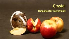  Presentation with guinea pig - Audience pleasing presentation theme consisting of guinea pig with aplles backdrop and a tawny brown colored foreground