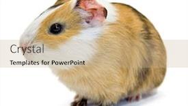  Presentation with guinea pig - Audience pleasing PPT layouts consisting of guinea pig backdrop and a coral colored foreground