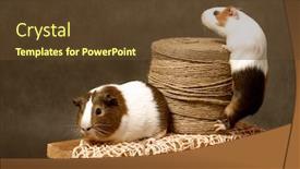  Presentation with guinea pig - PPT layouts with guinea pig background and a tawny brown colored foreground