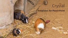  Presentation with pigs - Theme consisting of guinea-pigs-in-jihlava-zoo background and a  colored foreground