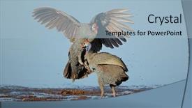  Presentation with shenandoah national park big meadows - Cool new presentation theme with guineafowl numida meleagris fighting etosha backdrop and a  colored foreground