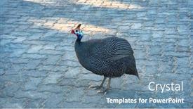  Presentation with pavement - Presentation design with guineafowl-walking-on-the-pavement background and a seafoam green colored foreground