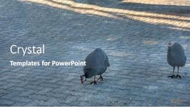  Presentation with pavement - Presentation theme having guineafowls-walking-on-the-pavement background and a ocean colored foreground