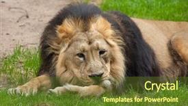  Presentation with lion - Beautiful presentation featuring gujarat - asiatic lion panthera leo persica backdrop and a tawny brown colored foreground