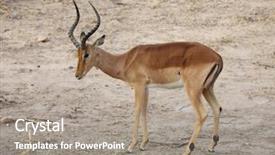  Presentation with kruger - Beautiful presentation theme featuring gujarat - wild antelope in kruger national backdrop and a gray colored foreground
