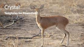 Presentation with kruger - PPT theme with gujarat - wild antelope in kruger national background and a coral colored foreground