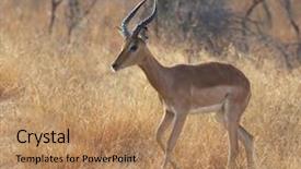  Presentation with kruger - Presentation theme having gujarat - wild antelope in kruger national background and a coral colored foreground