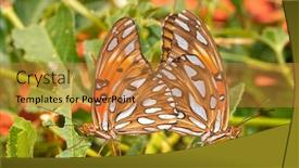  Presentation with passion - Audience pleasing slide set consisting of gulf fritillary butterflies mating on passion vine leaves backdrop and a gold colored foreground