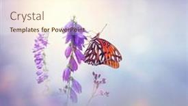  Presentation with meadow - Colorful slide deck enhanced with gulf-fritillary-butterfliy-feeds backdrop and a cream colored foreground