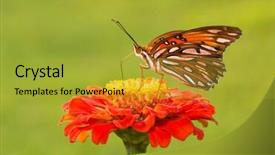  Presentation with orange butterfly - Audience pleasing presentation design consisting of gulf fritillary butterfly backdrop and a gold colored foreground