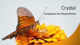  Presentation with orange butterfly - Colorful slide deck enhanced with gulffritillary - gulf fritillary butterfly backdrop and a sky blue colored foreground