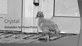  Presentation with chick - PPT layouts with gull-chick-dropped-out background and a light gray colored foreground