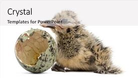  Presentation with new born - Presentation featuring gull or seagull with hatch background and a light gray colored foreground