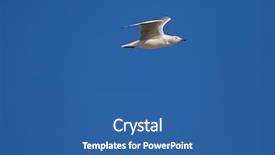  Presentation with seagull - Colorful PPT layouts enhanced with gull seagull seabird with scarlet backdrop and a ocean colored foreground