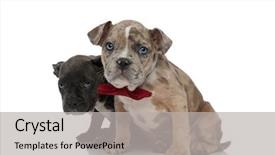  Presentation with bully - Slides having gulty - guilty american bully puppies looking background and a light gray colored foreground