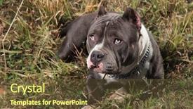  Presentation with radiology dog - Beautiful PPT theme featuring gulty - guilty amstaff dog staring upwards backdrop and a tawny brown colored foreground