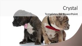  Presentation with closed - Cool new PPT theme with gulty - two guilty amstaff puppies looking backdrop and a white colored foreground