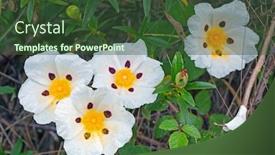  Presentation with spring - Slides having gum-rockrose-cistus-ladanifer background and a tawny brown colored foreground