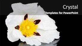  Presentation with dental gum - Beautiful theme featuring gum rockrose - cistus ladanifer - in the heath fields of alentejo portugal backdrop and a dark gray colored foreground