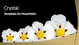  Presentation with dental gum - Beautiful PPT layouts featuring gum-rockrose-cistus-ladanifer backdrop and a black colored foreground