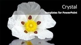  Presentation with dental gum - Slides featuring gum rockrose - cistus ladanifer - in the heath fields of alentejo portugal background and a black colored foreground
