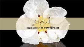  Presentation with dental gum - Colorful presentation theme enhanced with gum-rockrose-cistus-ladanifer backdrop and a lemonade colored foreground