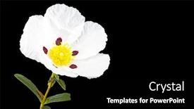  Presentation with dental gum - Audience pleasing presentation theme consisting of gum rockrose - cistus ladanifer - in the heath fields of alentejo portugal backdrop and a black colored foreground