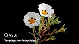  Presentation with dental gum - Cool new presentation theme with gum rockrose - cistus ladanifer - in the heath fields of alentejo backdrop and a black colored foreground