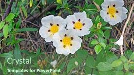  Presentation with dental gum - Amazing slides having gum-rockrose-cistus-ladanifer backdrop and a ocean colored foreground
