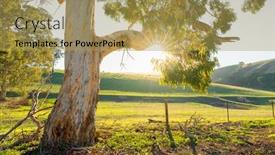  Presentation with rural australia - PPT layouts having gum-tree-in-rural-australia background and a yellow colored foreground