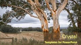  Presentation with child jumping tree - Presentation theme having gum-tree-in-the-adelaide background and a tawny brown colored foreground