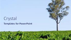  Presentation with tall - Beautiful PPT theme featuring gum-tree-stands-tall backdrop and a sky blue colored foreground