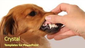  Presentation with clean water healthy concept - PPT theme consisting of close up of clean teeth background and a tawny brown colored foreground