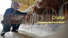  Presentation with using digital tablet - Amazing presentation theme having gun stock - cow breeder checking on livestock backdrop and a tawny brown colored foreground