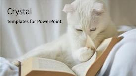  Presentation with cat - PPT theme having gusanos - blue eyed white cat read background and a light gray colored foreground