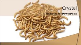  Presentation with larva - Audience pleasing PPT theme consisting of gusanos - dried mealworm larva on white backdrop and a yellow colored foreground