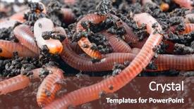  Presentation with earthworms earthworm is a tube - Audience pleasing presentation theme consisting of gusanos - earthworms in the ground backdrop and a tawny brown colored foreground